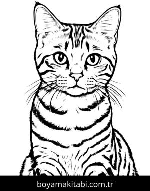 Kedi boyama sayfası, Cat coloring page, , 12)