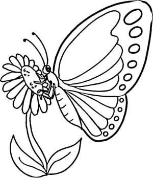 Kelebek boyama sayfası,  coloring page, Bir Çiçek Üzerindeki Kelebek, 