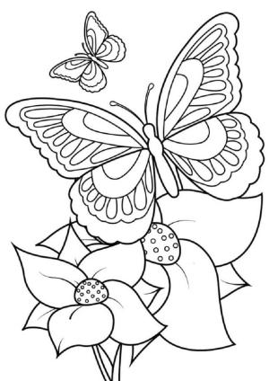 Kelebek boyama sayfası,  coloring page, Iki çiçekli Iki Kelebek, 