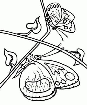 Kelebek boyama sayfası,  coloring page, Kelebekler, 