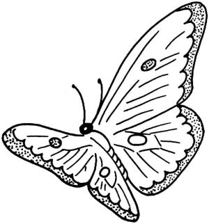 Kelebek boyama sayfası,  coloring page, Harika Kelebek, 