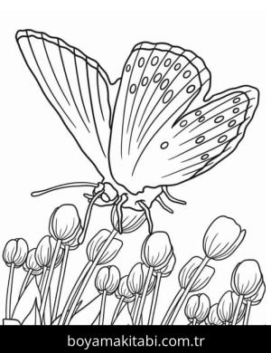 Kelebek boyama sayfası – ücretsiz yazdır, boyama etkinliği