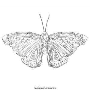 Kelebek boyama sayfası – renkli çizimler, okul öncesi