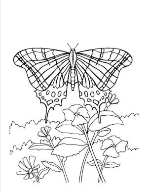 Kelebek boyama sayfası,  coloring page, Kelebek ve Çiçek Bahçesi, 