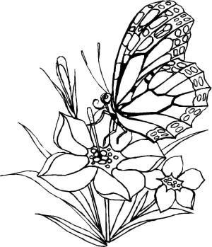 Kelebek boyama sayfası,  coloring page, Kelebek Ücretsiz, 