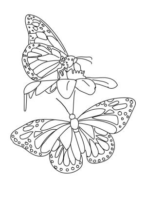 Kelebek boyama sayfası,  coloring page, İki Kelebek, 