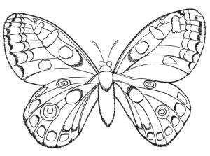 Kelebek boyama sayfası,  coloring page, Normal Kelebek, 