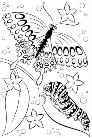 Kelebek boyama sayfası,  coloring page, Kelebek ve Tırtıl, 