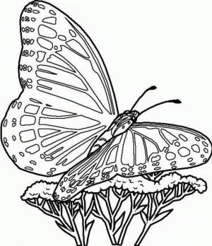 Kelebek boyama sayfası,  coloring page, Güzel Bir Kelebek, 