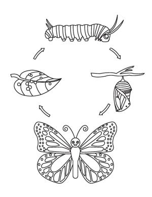 Kelebek boyama sayfası,  coloring page, Kelebeğin Yaşam Döngüsü, 