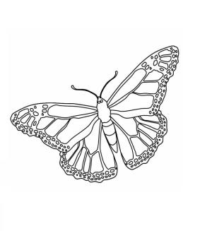 Kelebek boyama sayfası,  coloring page, Hükümdar Kelebek, 