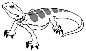 Kertenkele boyama sayfası,  coloring page, Büyük pençeli iguana., 