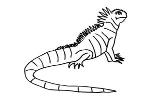 Kertenkele boyama sayfası,  coloring page, Yetişkin ve odaklanmış bir iguana., 