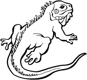 Kertenkele boyama sayfası,  coloring page, Önemli ve ciddi bir görünüme sahip bir iguana, 