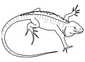 Kertenkele boyama sayfası,  coloring page, Yetişkin ve tehlikeli bir iguana., 