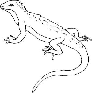 Kertenkele boyama sayfası,  coloring page, Mavi dilli skink, 