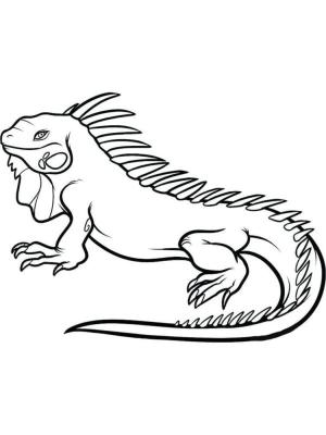 Kertenkele boyama sayfası,  coloring page, Güzel ve zarif bir iguana., 