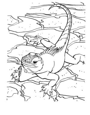 Kertenkele boyama sayfası,  coloring page, Bir kertenkele taş boyunca hızla koşar., 