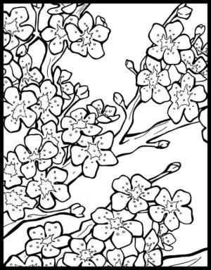 Kiraz Çiçeği boyama sayfası,  coloring page, Basit Kiraz Çiçeği, 