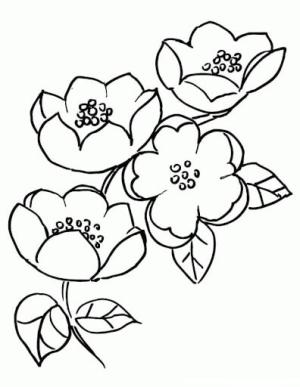 Kiraz Çiçeği boyama sayfası,  coloring page, Kiraz Çiçeği Çizimi, 