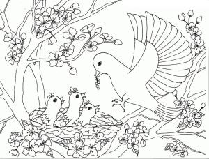 Kiraz Çiçeği boyama sayfası,  coloring page, Kiraz Çiçeği Ağacında Kuş Ailesi, 