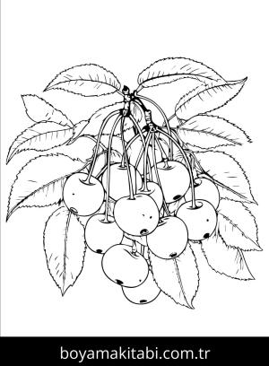 Kiraz boyama sayfası – sanatsal çalışma, çocuklar için