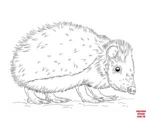 Kirpi boyama sayfası, Hedgehog coloring page, , hedgehog european hedgehog 