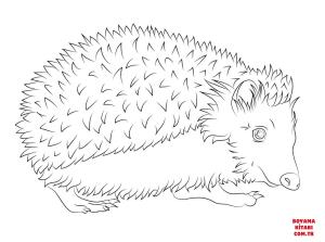 Kirpi boyama sayfası, Hedgehog coloring page, , hedgehog hedgehog 