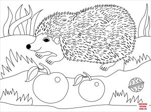 Kirpi boyama sayfası, Hedgehog coloring page, , hedgehog hedgehog 