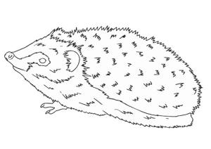 Kirpi boyama sayfası, Hedgehog coloring page, Temel Kirpi, 