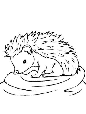 Kirpi boyama sayfası, Hedgehog coloring page, Oturan Kirpi, 