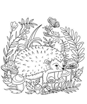 Kirpi boyama sayfası, Hedgehog coloring page, Bir Kirpi, 