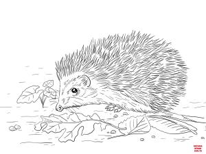 Kirpi boyama sayfası, Hedgehog coloring page, , hedgehog east european hedgehog 