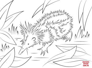 Kirpi boyama sayfası, Hedgehog coloring page, , hedgehog tenrec 