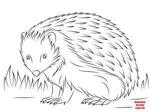 Kirpi boyama sayfası, Hedgehog coloring page, , hedgehog cute european hedgehog 