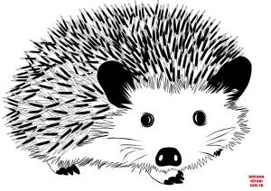 Kirpi boyama sayfası, Hedgehog coloring page, , hedgehog hedgehog 