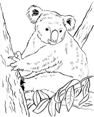 Koala boyama sayfası, Koala coloring page, Temel Koala, 