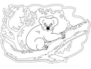 Koala boyama sayfası, Koala coloring page, Inanılmaz Koala, 