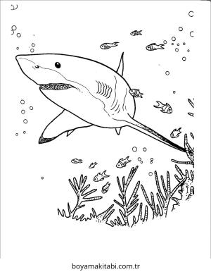 Köpek Balığı boyama sayfası – eğitici aktivite, yaratıcılık