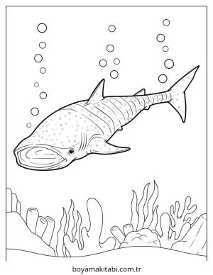 Köpek Balığı Boyama