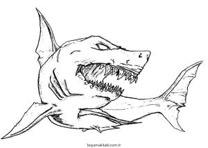 Köpek Balığı Boyama
