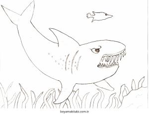 Köpek Balığı Boyama