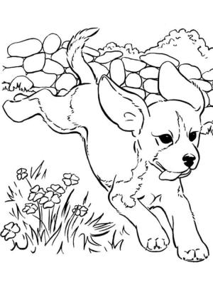 Köpek Yavrusu boyama sayfası,  coloring page, Koşan Köpek Yavrusu, 