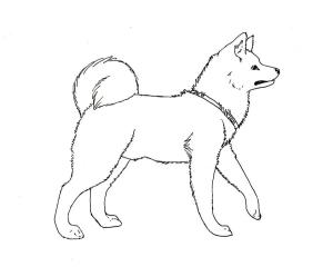 Köpek boyama sayfası, Dog coloring page, Amerikan Akita’yı çiz, 