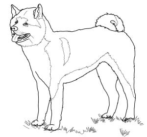 Köpek boyama sayfası, Dog coloring page, Ücretsiz Amerikan Akita’yı çizin, 