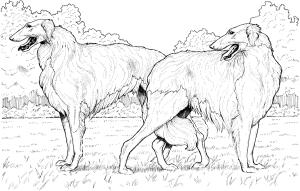 Köpek boyama sayfası, Dog coloring page, , dogs borzoi russian wolfhound 