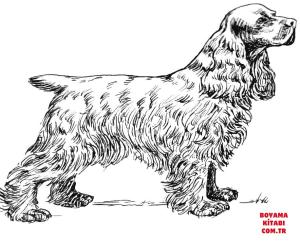 Köpek boyama sayfası, Dog coloring page, , dogs cocker spaniel 