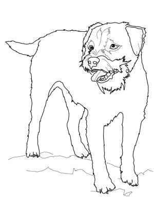 Köpek boyama sayfası, Dog coloring page, , dogs border terrier 