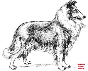 Köpek boyama sayfası, Dog coloring page, , dogs collie 