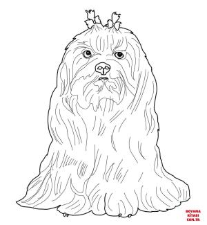 Köpek boyama sayfası, Dog coloring page, , dogs maltese dog 